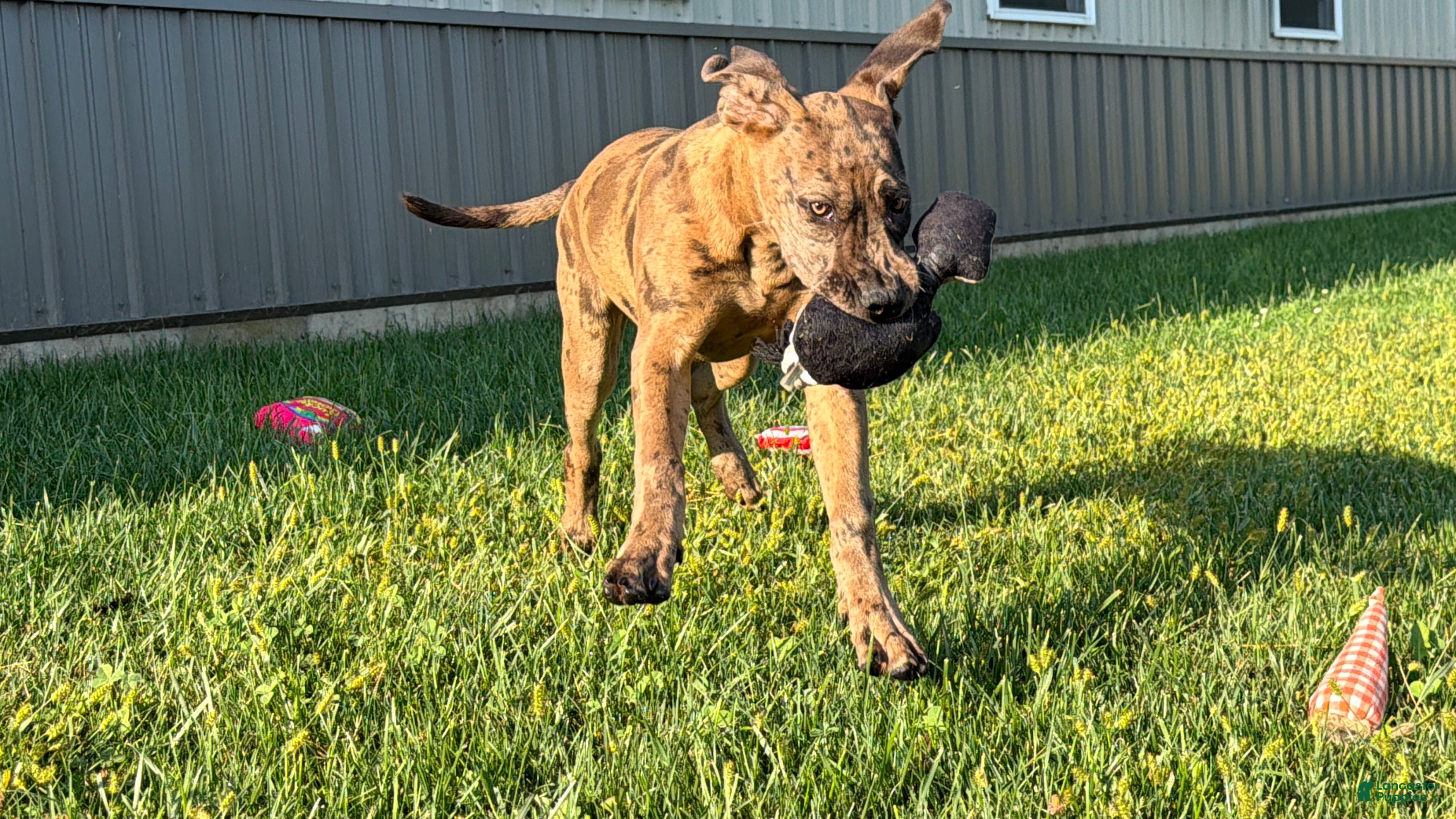 Great Dane dogs Melinda  - Ad 1