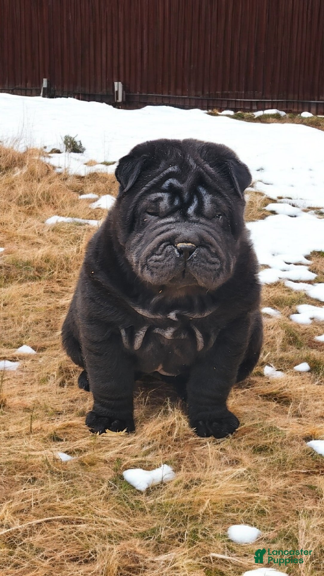 Shar Pei dogs Raven mini  - Ad 6