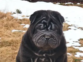 Shar Pei dogs Raven mini - Ad 11
