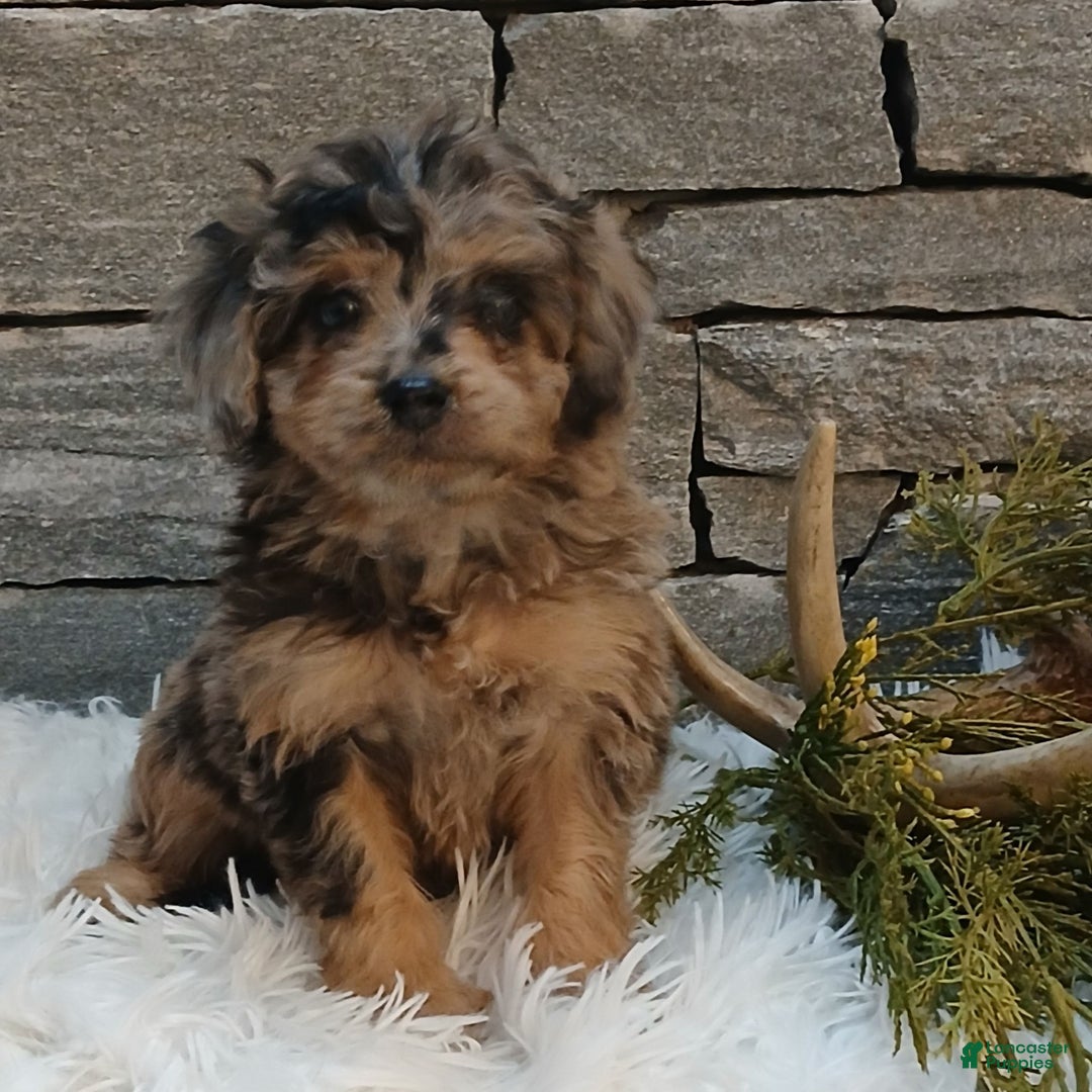 Miniature Poodle dogs for sale: Petals  - Ad 1