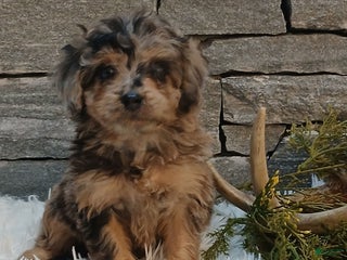 Miniature Poodle dogs Petals - Ad 32