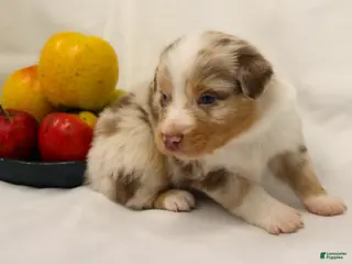 Australian Shepherd dogs for sale: Pazazz - Ad 1