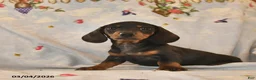 Dachshund dogs for sale: Blaze  - Ad 3