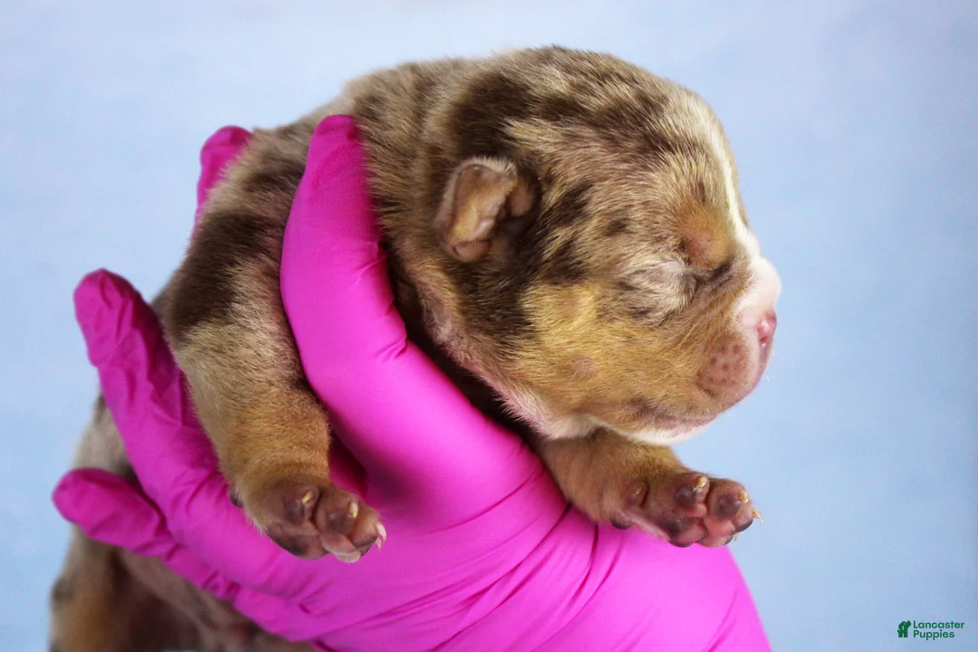 American Bully dogs for sale: Chocolate Tri Merle Male - Ad 2