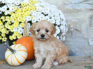 Maltipoo dogs - Ad 38