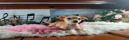 Chihuahua dogs for sale: Nationwide delivery. Popcorn girl - Ad 5