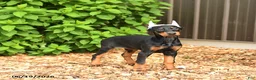 Doberman Pinscher dogs for sale: Diana - Ad 4