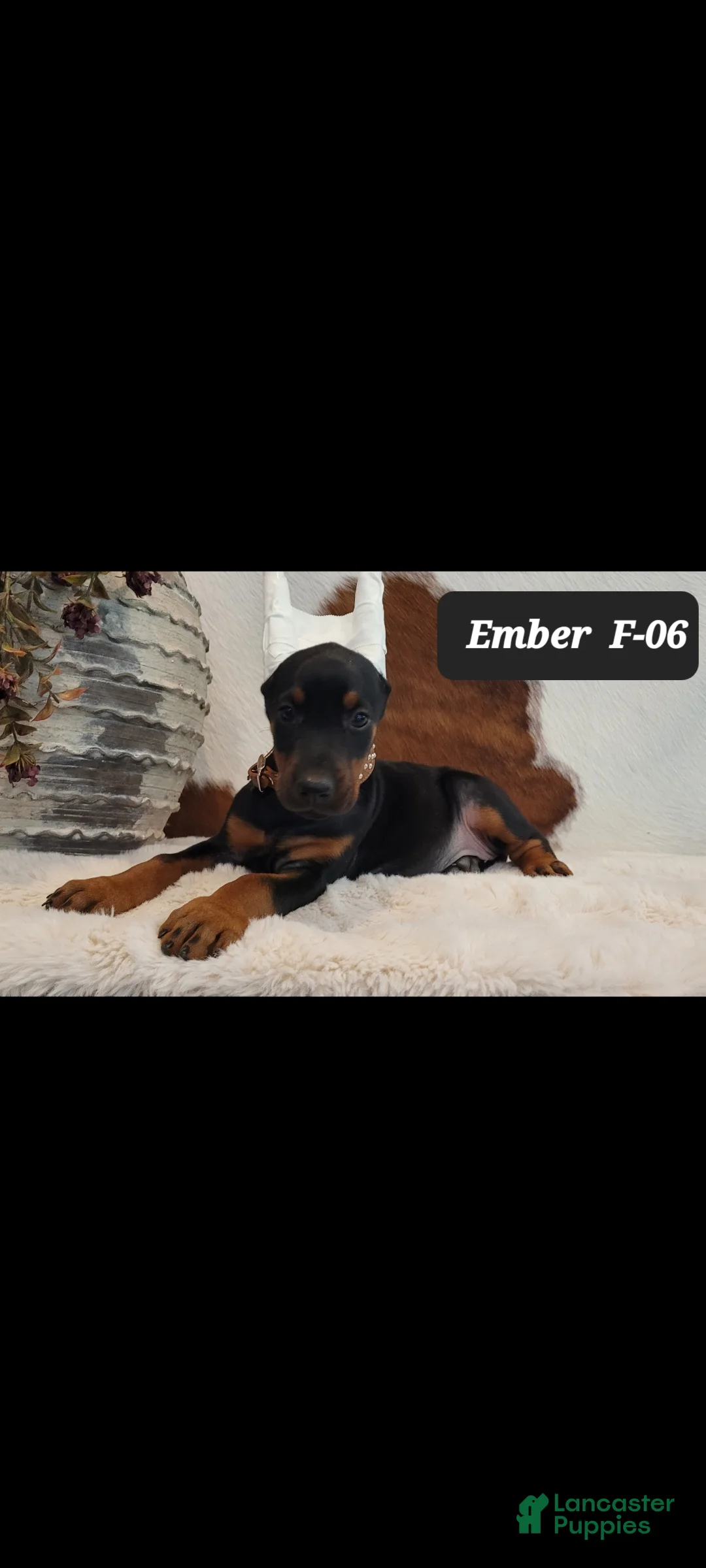 Doberman Pinscher dogs for sale: EMBER - Ad 1