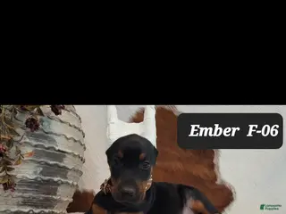 Doberman Pinscher dogs EMBER - Ad 41