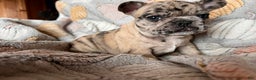 French Bulldog dogs for sale: French Bulldog -Bella  - Ad 4