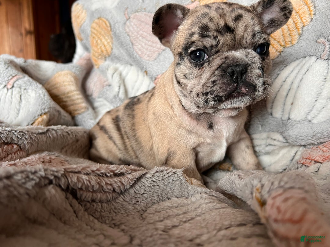 French Bulldog dogs for sale: French Bulldog -Bella  - Ad 4