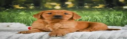 Golden Retriever dogs for sale: Jack - Ad 3
