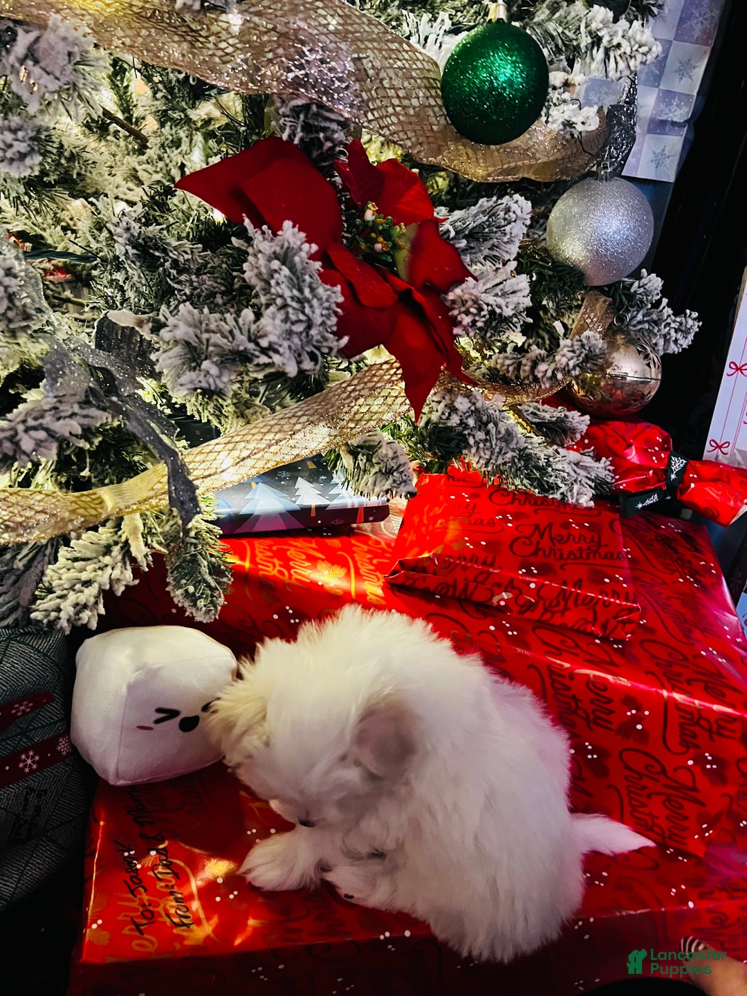 Maltese dogs for sale: Marshmallow - Ad 5