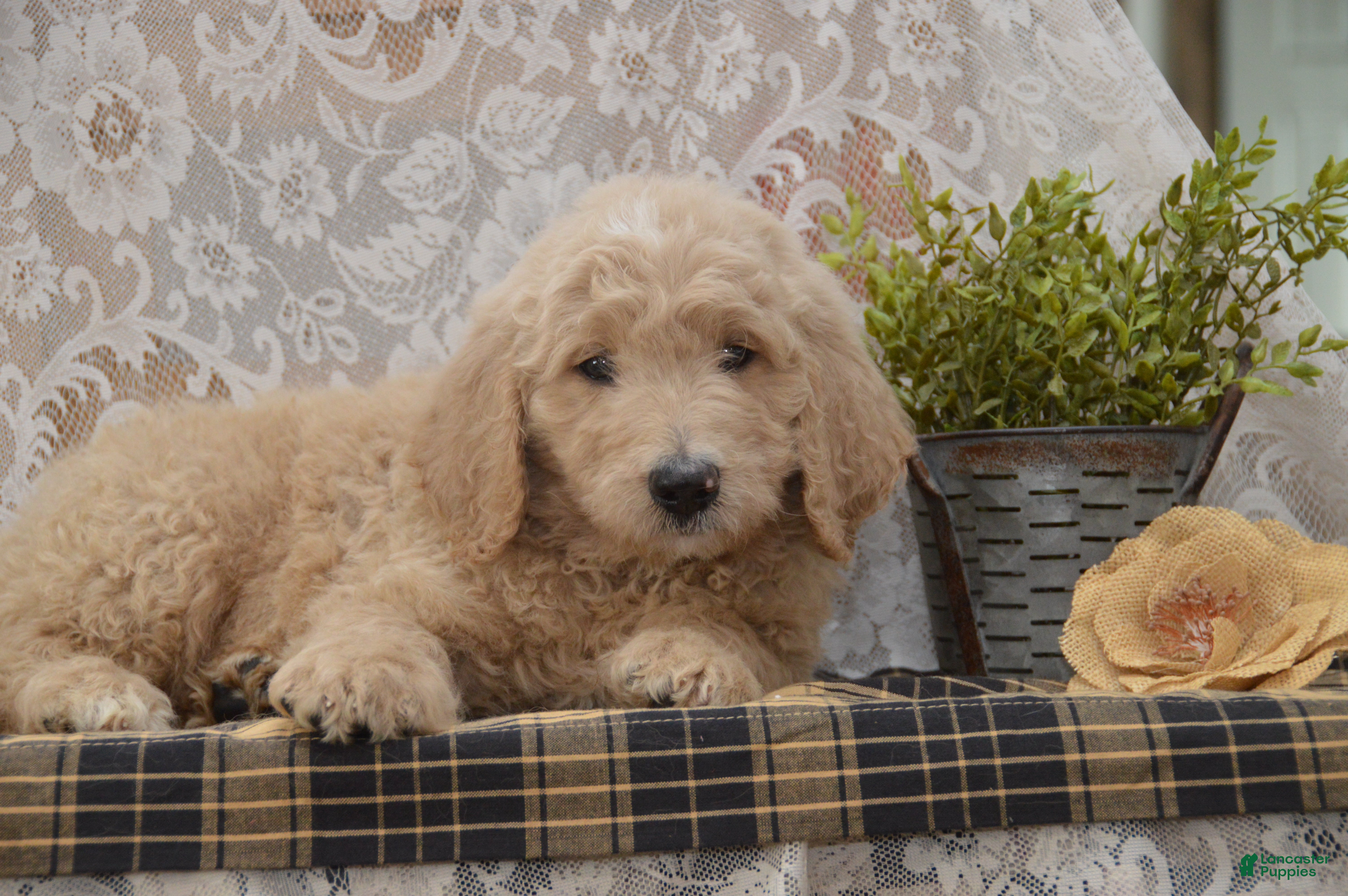 Goldendoodle dogs Spencer - Ad 2