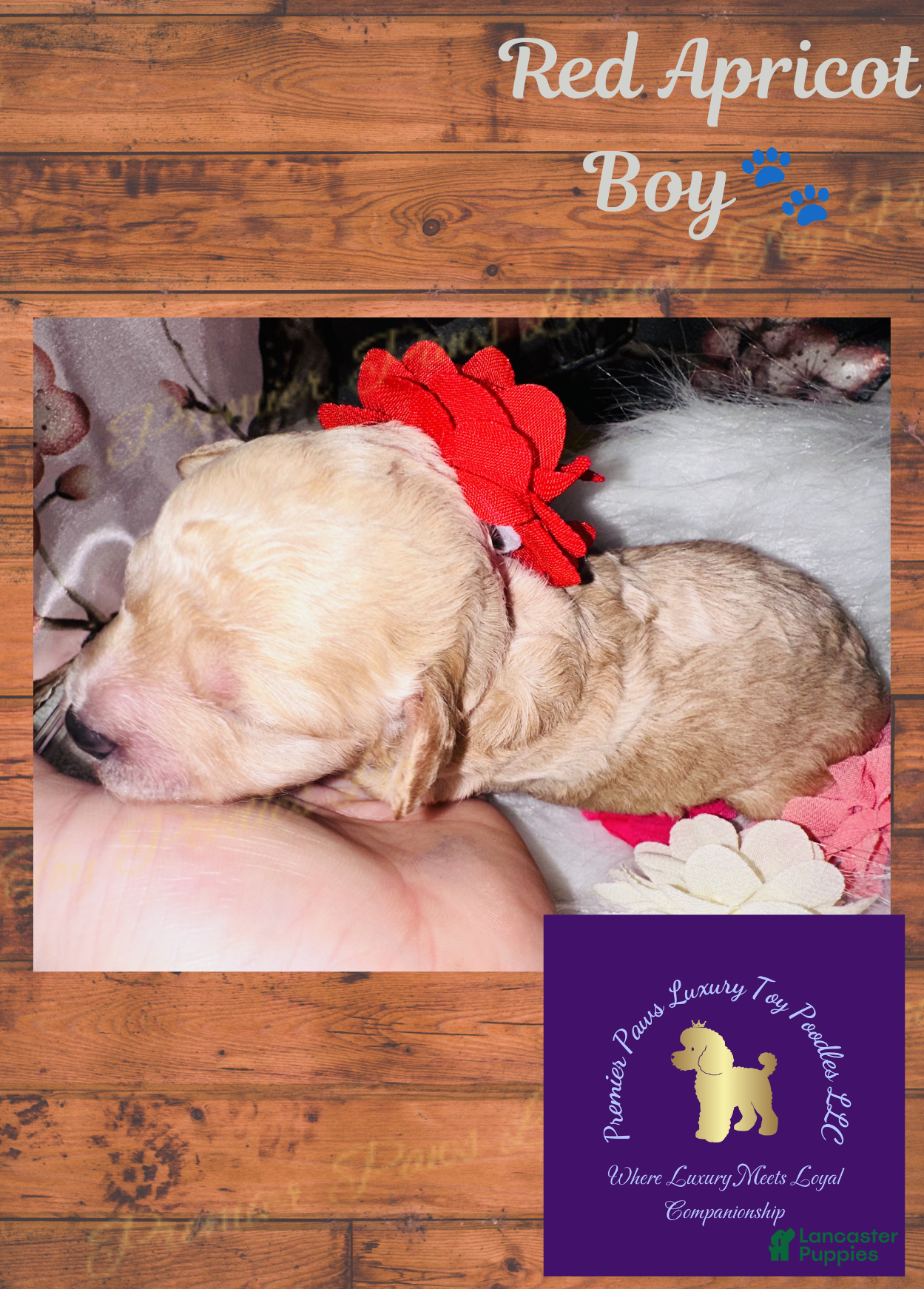 Toy Poodle dogs Red Boy - Ad 23