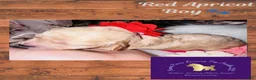 Toy Poodle dogs for sale: Red Boy - Ad 1
