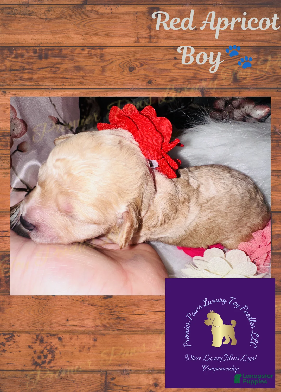 Toy Poodle dogs for sale: Red Boy - Ad 1