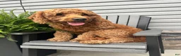 Mini Goldendoodle dogs for sale: Anita  - Ad 8