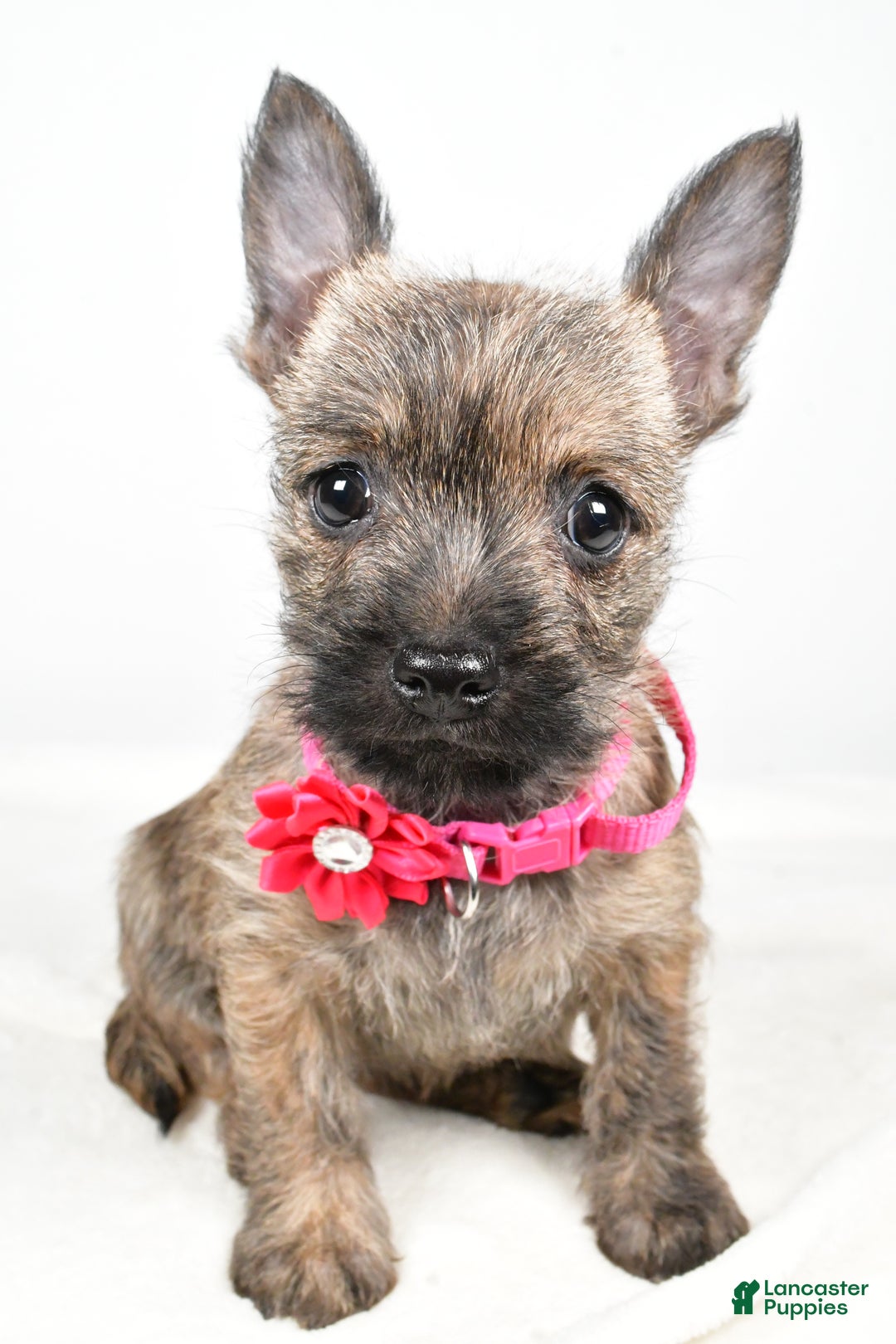 Cairn Terrier dogs for sale: Trixie - Ad 7
