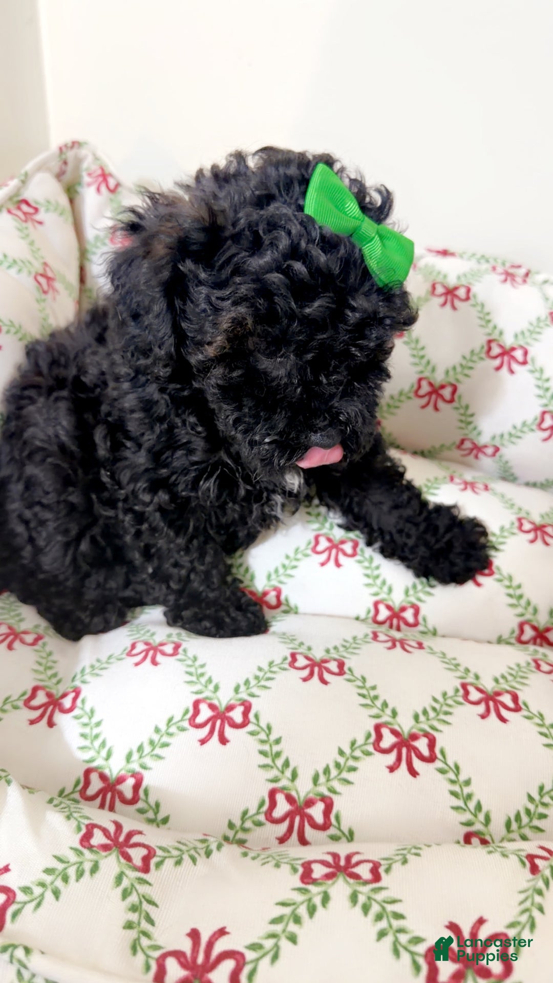 Maltipoo dogs for sale: Luna  - Ad 2