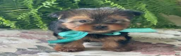 Yorkshire Terrier dogs for sale: Sushi - Ad 8