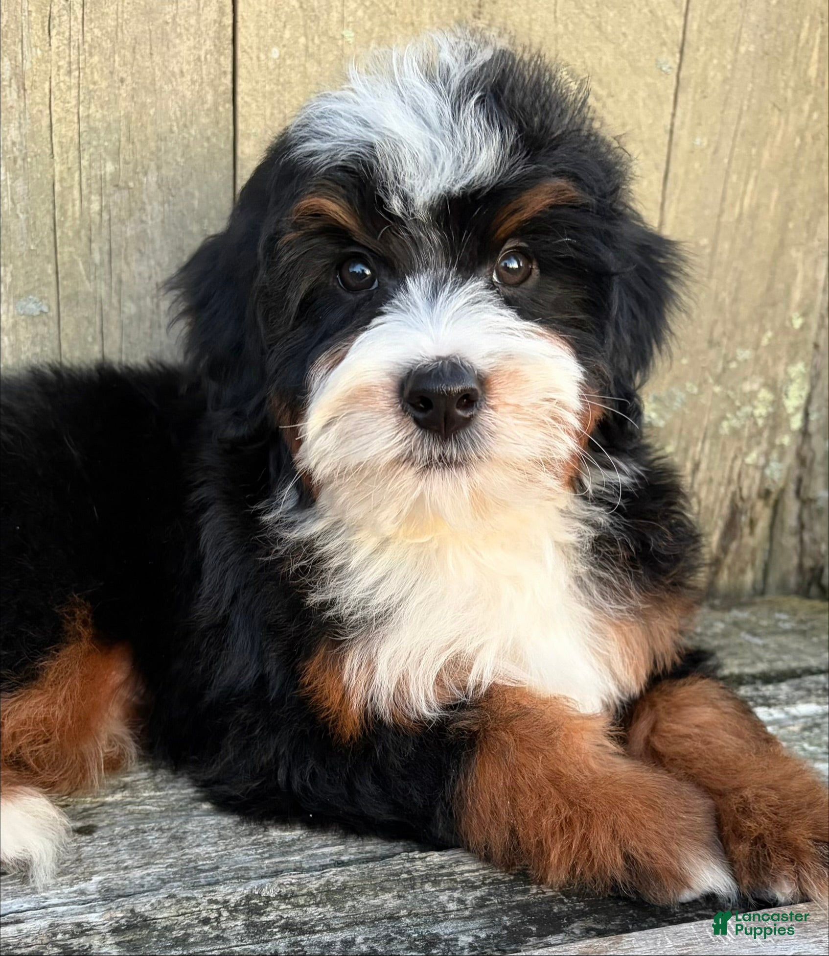 Mini Bernedoodle dogs 💚IN BOSTON MASSACHUSETTS AREA💚MINI BERNEDOODLE💚PETITE BOY💚 - Ad 2