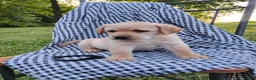 Labrador Retriever dogs for sale: Cole - Ad 3