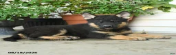 Gerberian Shepsky dogs for sale: Tucker - Ad 3