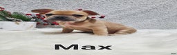 French Bulldog dogs for sale: Max - Ad 8