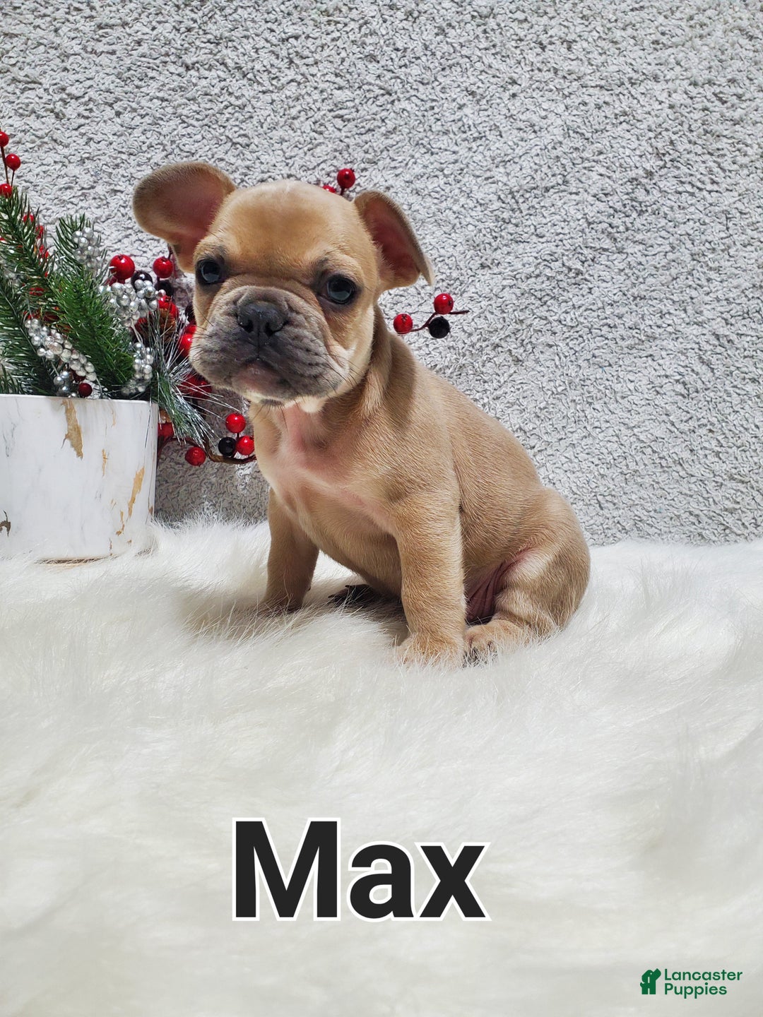 French Bulldog dogs for sale: Max - Ad 8