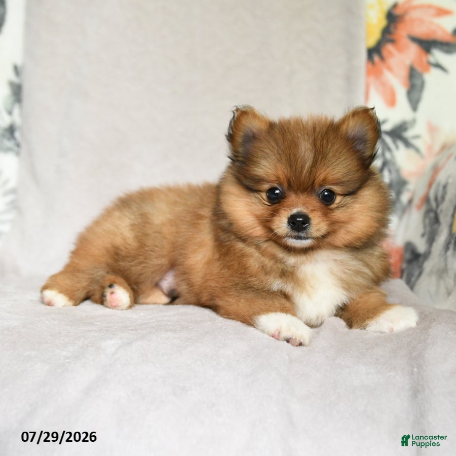 Pomeranian dogs Bouncer - Ad 2