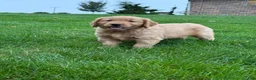 Golden Retriever dogs for sale: Nash - Ad 3