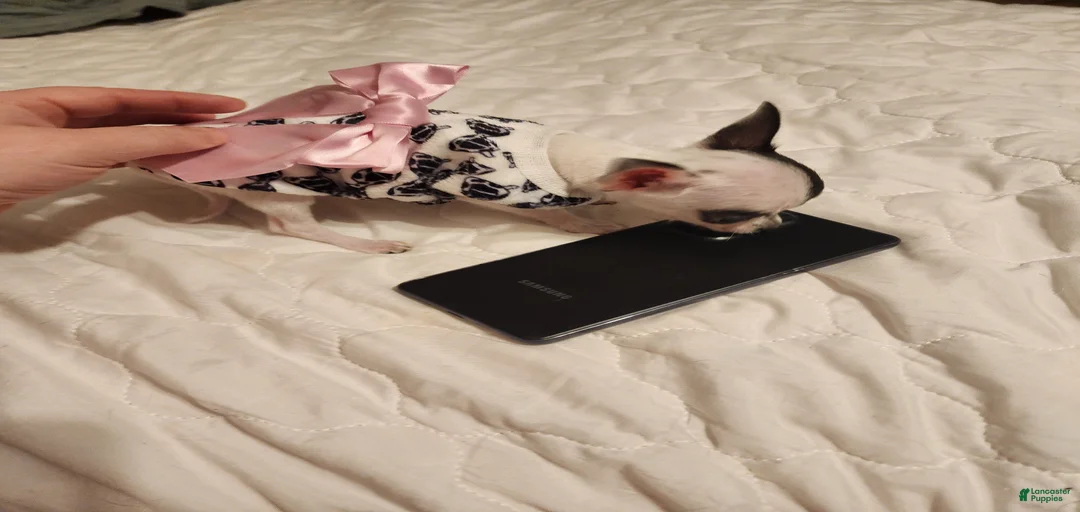 Gallery Image {{count}}