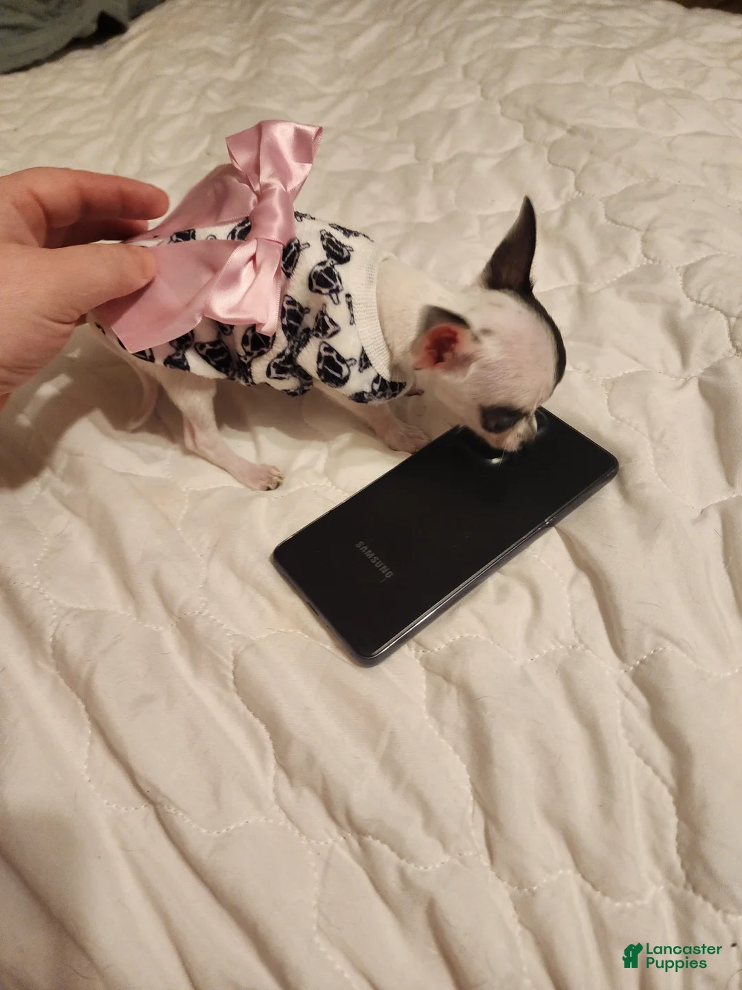 Gallery Image {{count}}