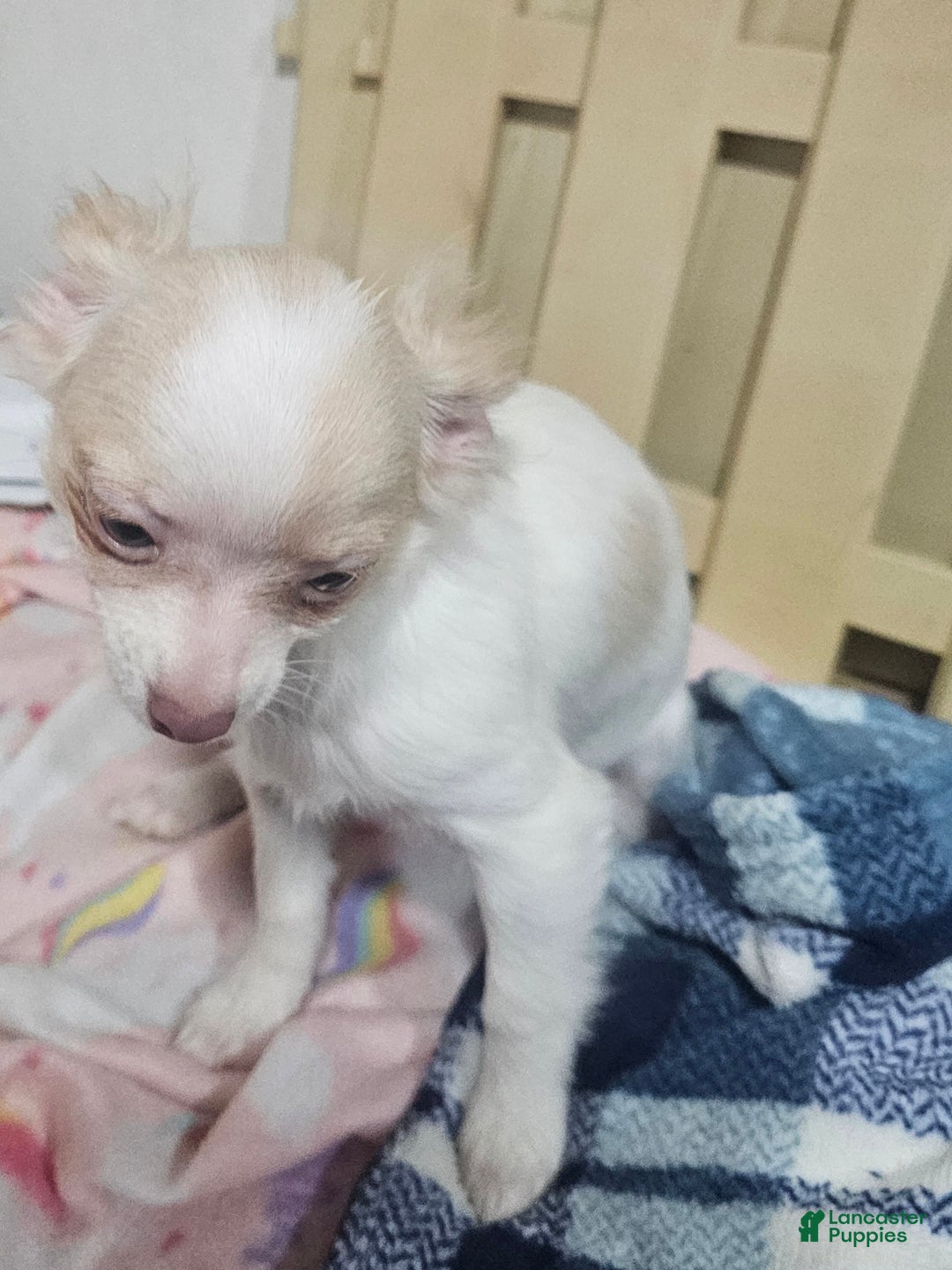 Chihuahua dogs for sale: Prissy - Ad 6