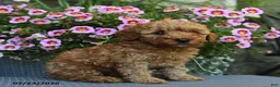 Miniature Poodle dogs for sale: Nugget - Ad 2