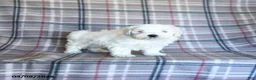 Maltese dogs for sale: Sammy - Ad 4