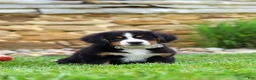 Bernese Mountain Dog dogs for sale: Willow - Ad 9