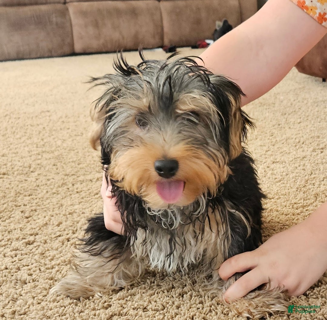 Yorkshire Terrier dogs for sale: Yorkshire Terrier Puppy 1 - Ad 3