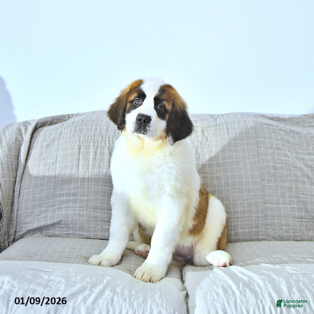 Saint Bernard dogs for sale: Noelle - Ad 5