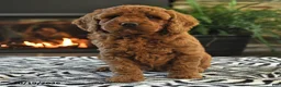Mini Goldendoodle dogs for sale: Lamar - Ad 5