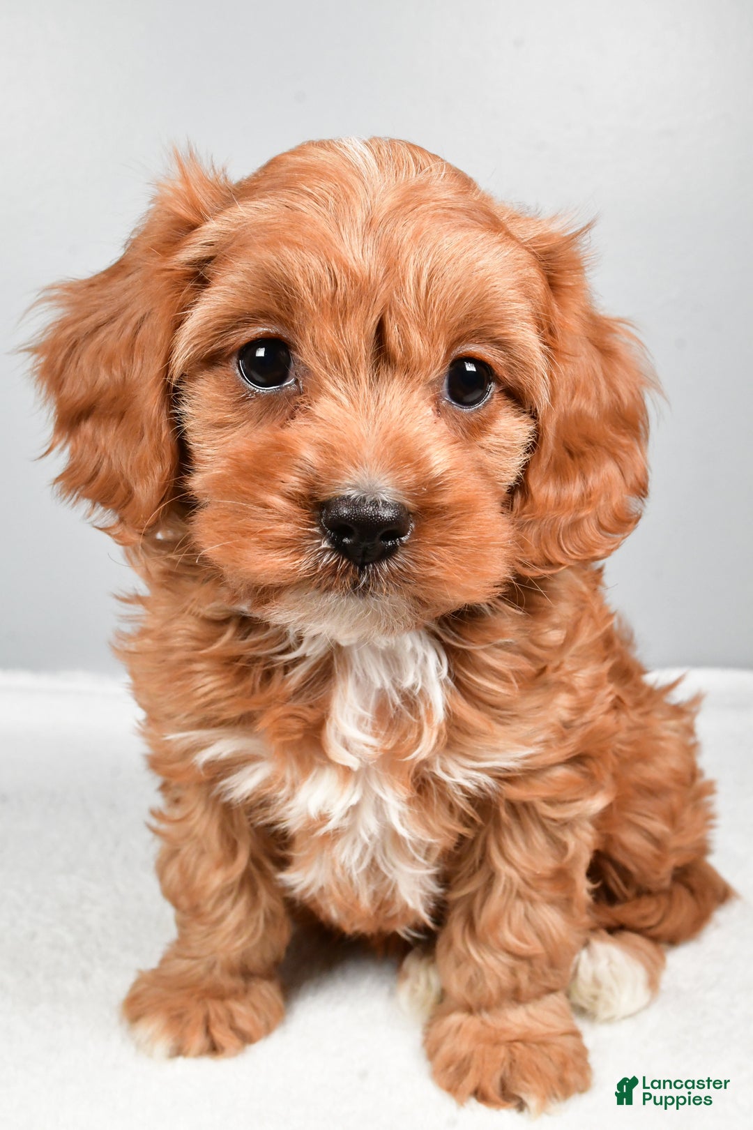Cavapoo dogs for sale: Spencer  - Ad 7