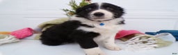 Border Collie dogs for sale: Border Collie Puppy 5 Rolly - Ad 2