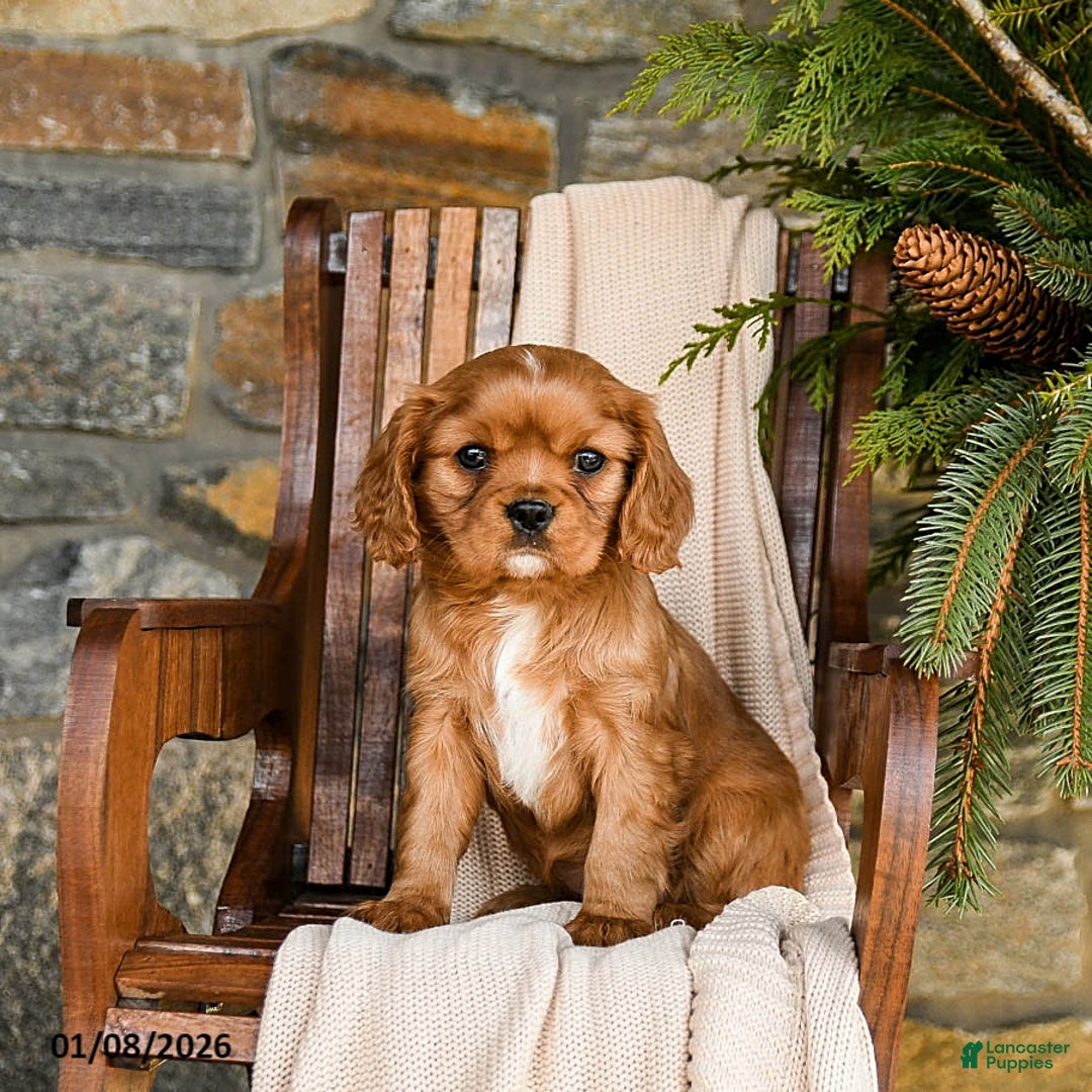 Cavapoo dogs for sale: Cannoli - Ad 1