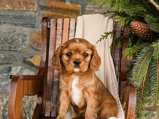 Cavapoo dogs Cannoli - Ad 13