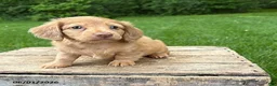 Dachshund dogs for sale: Rhea - Ad 3