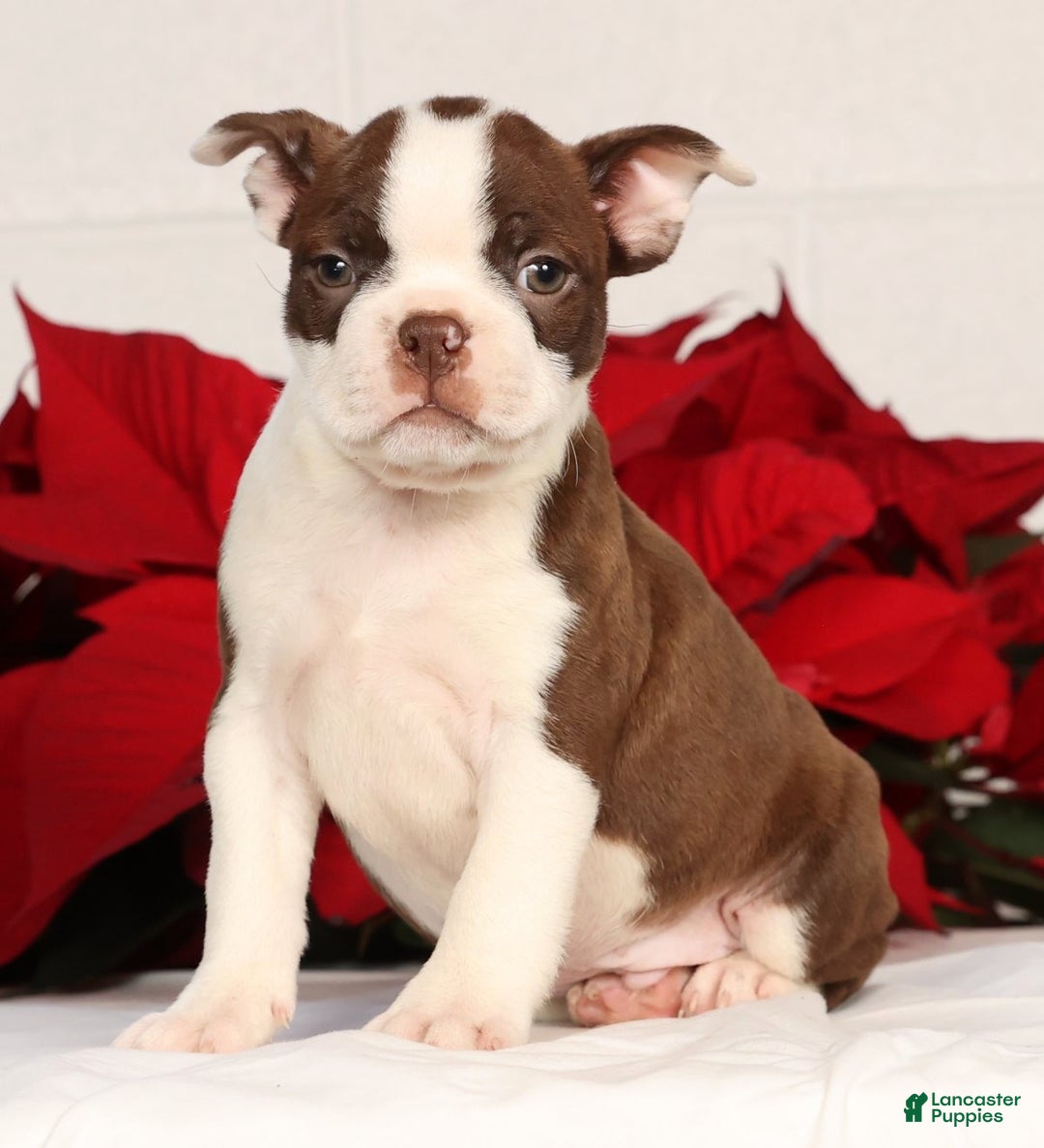 Boston Terrier dogs for sale: Nolan - Ad 4