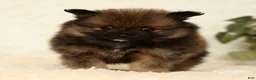 Pomeranian dogs for sale: Cookie - Ad 3