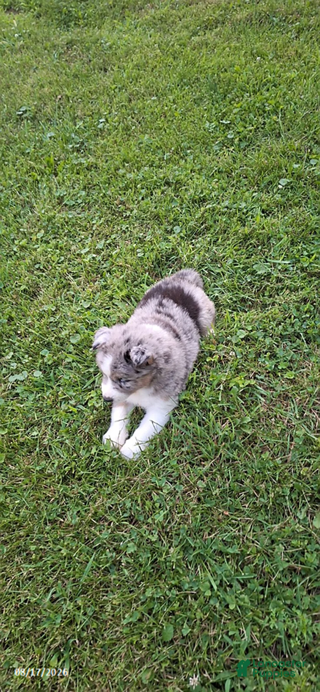 Mixed Breed dogs for sale: Precious - Ad 3