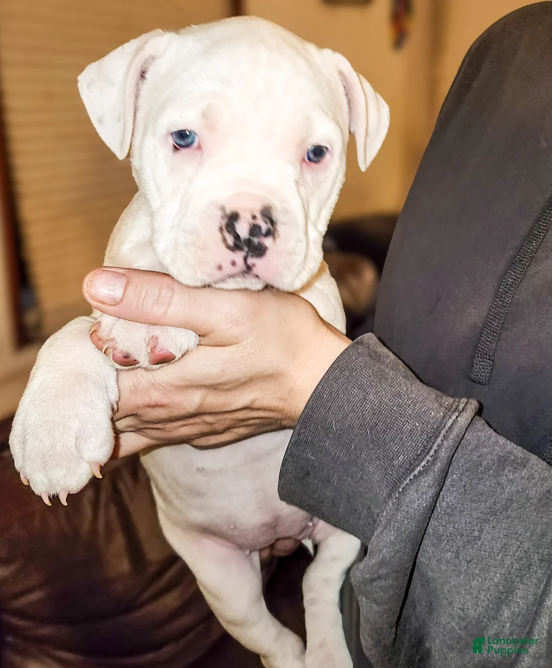 Mixed Breed dogs for sale: Snow White - Ad 1